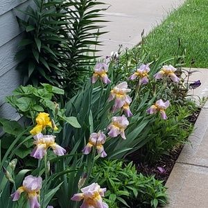 Meet your Posher, Debra